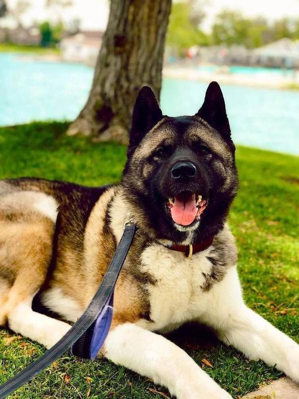A Bella Paws Co. client pet in Orange County