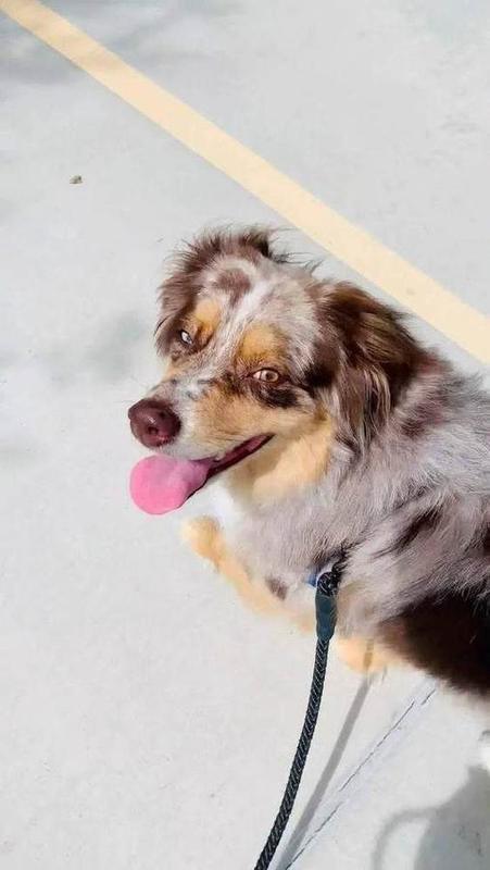 A Bella Paws Co. client pet in Orange County