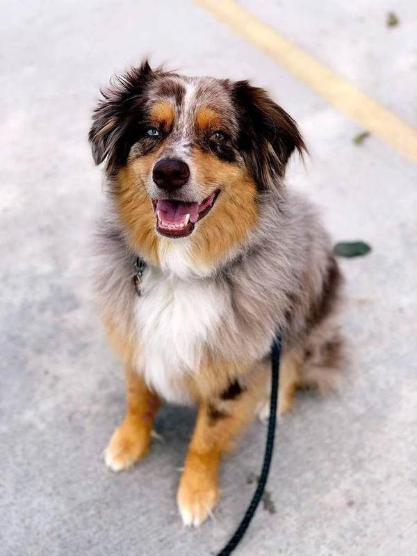 A Bella Paws Co. client pet in Orange County