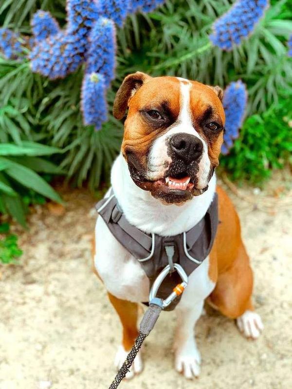A Bella Paws Co. client pet in Orange County