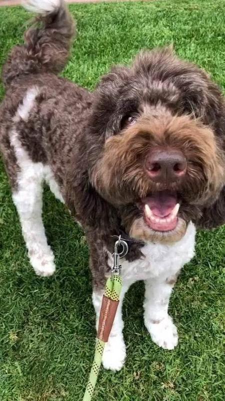 A Bella Paws Co. client pet in Orange County
