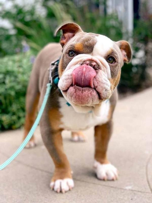 A Bella Paws Co. client pet in Orange County