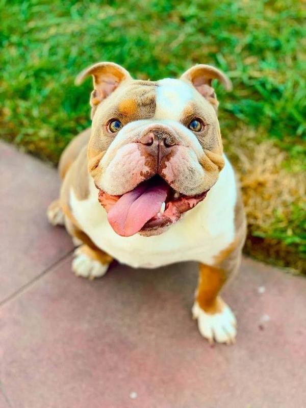A Bella Paws Co. client pet in Orange County
