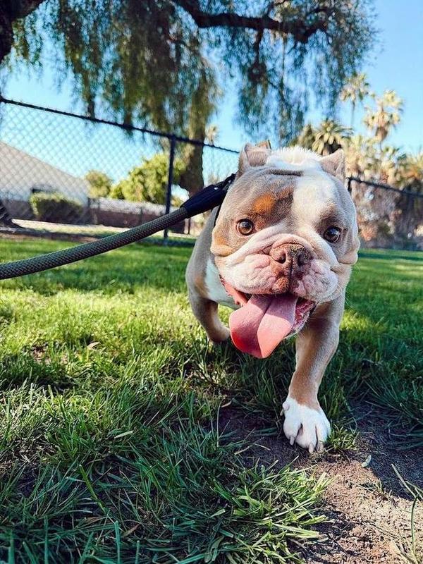 A Bella Paws Co. client pet in Orange County