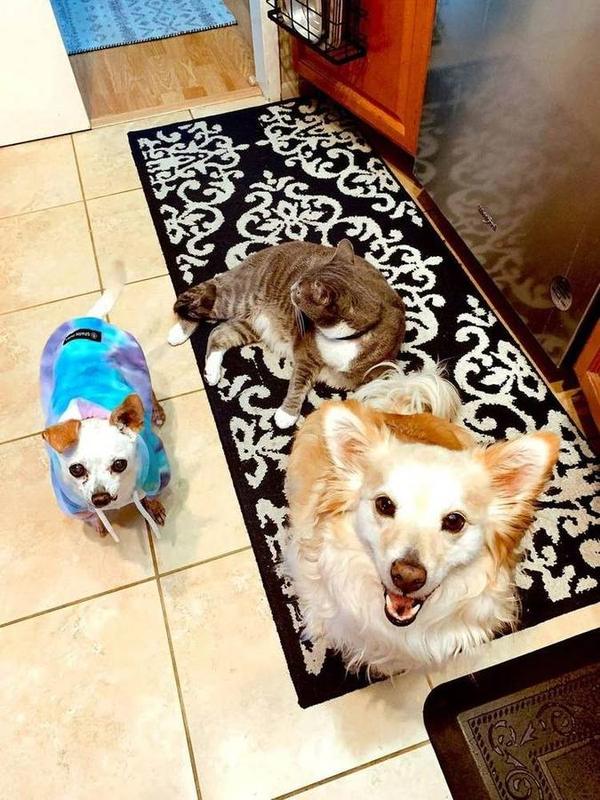 A Bella Paws Co. client pet in Orange County