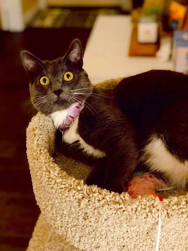 A Bella Paws Co. client pet in Orange County