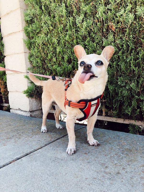 A Bella Paws Co. client pet in Orange County