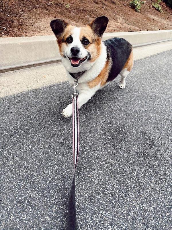One-on-one neighborhood walks at your dog's own pace.