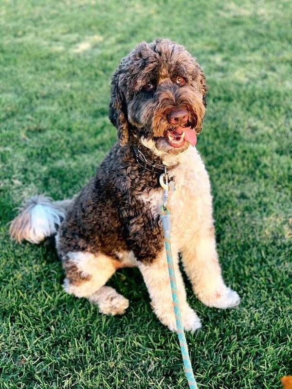 A Bella Paws Co. client pet in Orange County