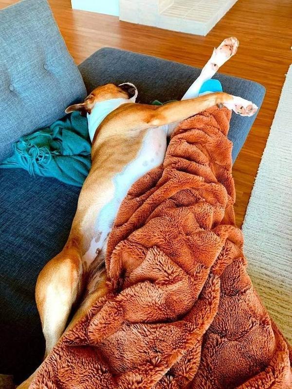 Overnight care in your pet's own home, in their own routine.