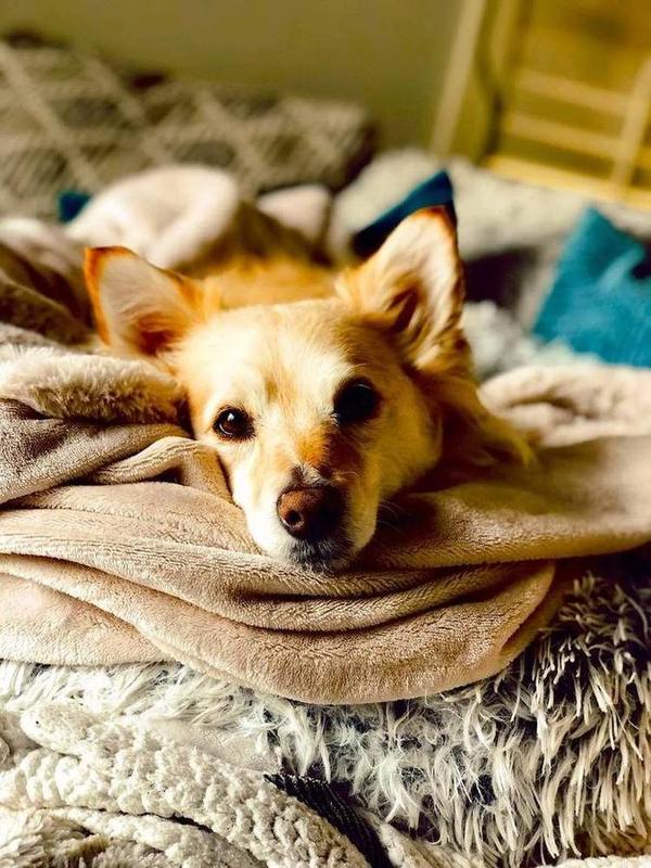 Extended in-home company for pets who need more than a quick visit.