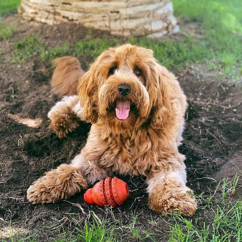 A Bella Paws Co. client pet in Orange County