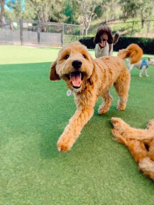 An extended outing for dogs who need more than a walk.