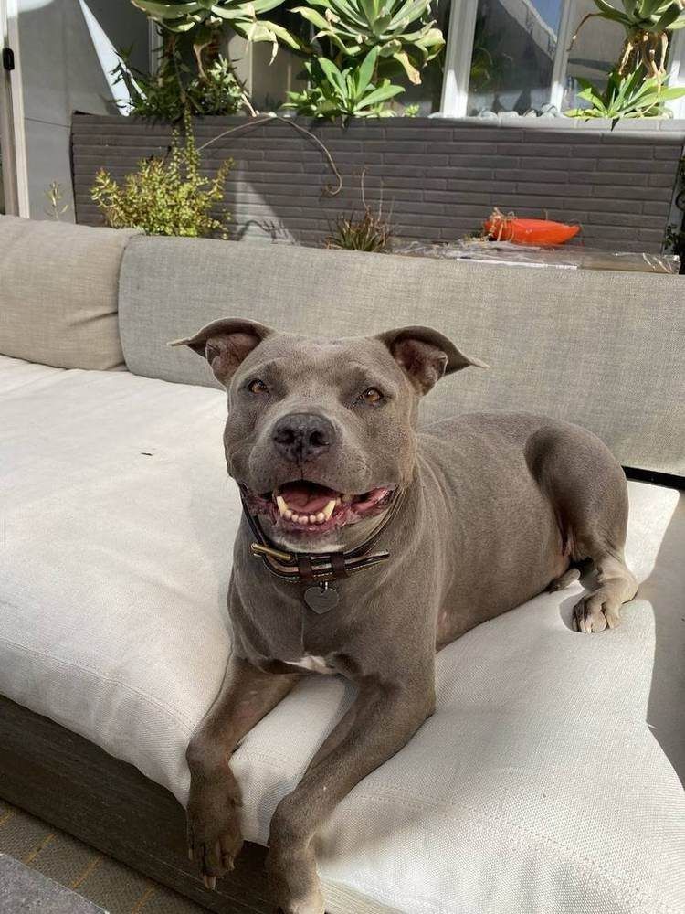 A Bella Paws Co. client pet in Orange County