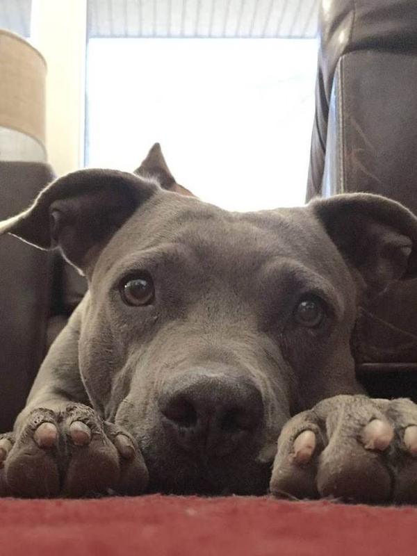 A Bella Paws Co. client pet in Orange County