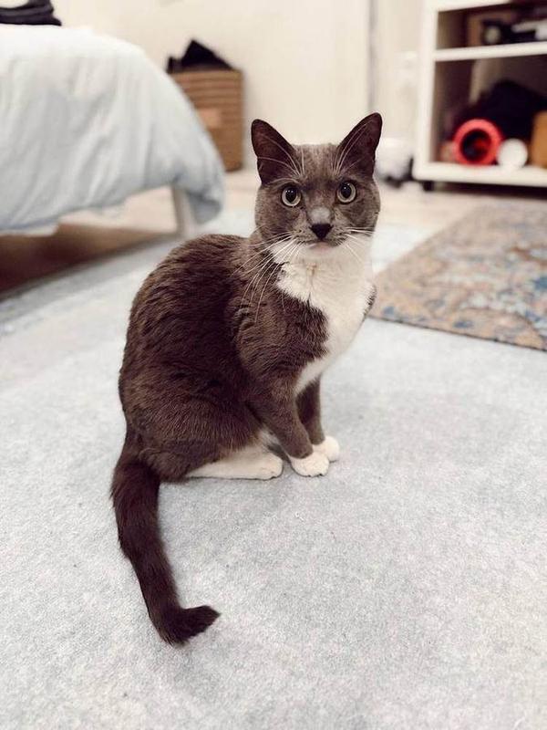 A Bella Paws Co. client pet in Orange County