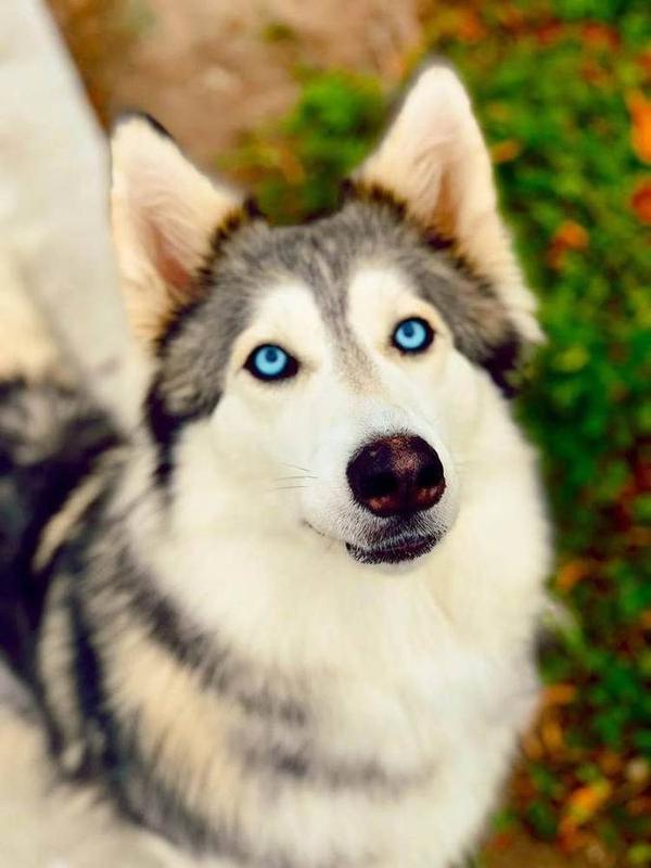A Bella Paws Co. client pet in Orange County