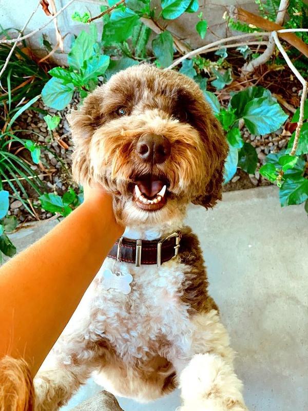 A Bella Paws Co. client pet in Orange County