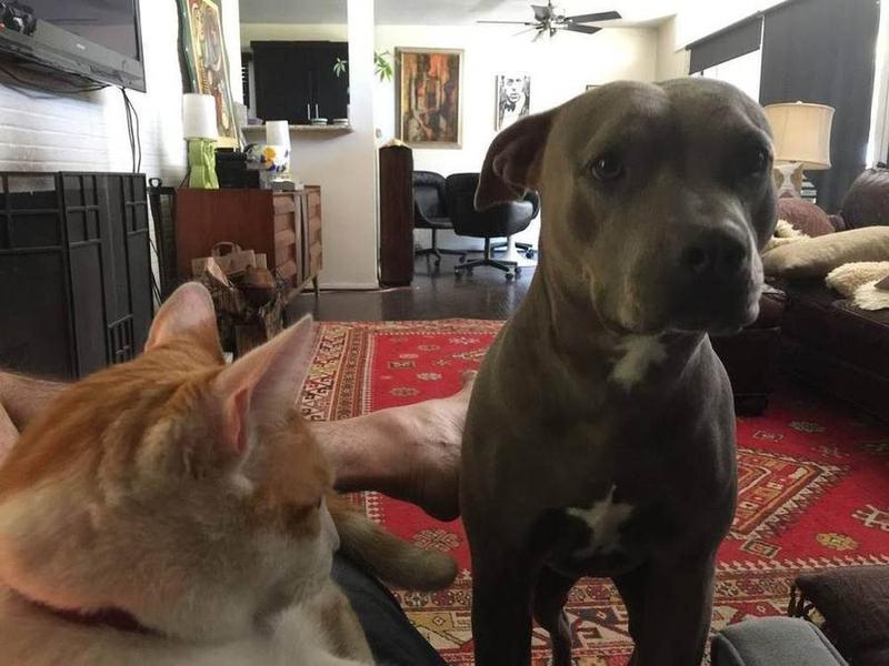 A Bella Paws Co. client pet in Orange County