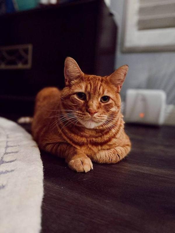 A Bella Paws Co. client pet in Orange County