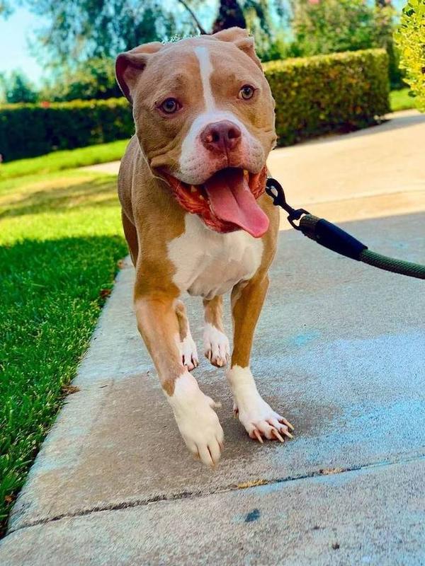 A Bella Paws Co. client pet in Orange County