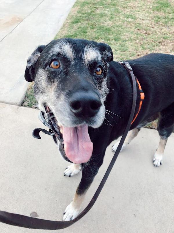 A Bella Paws Co. client pet in Orange County