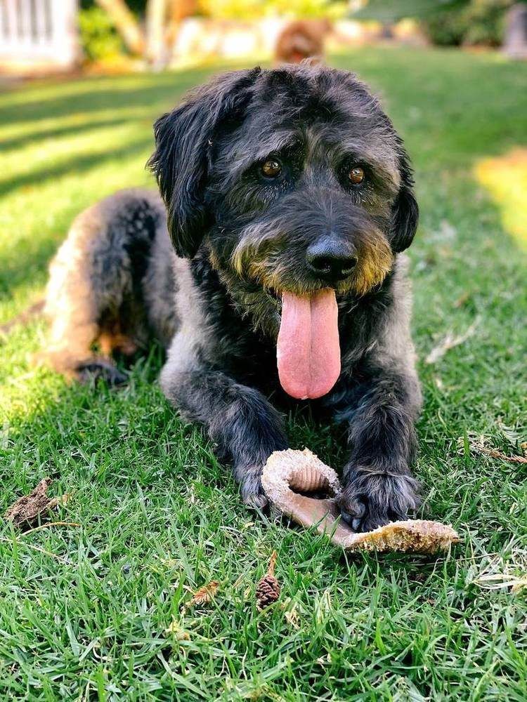 A Bella Paws Co. client pet in Orange County