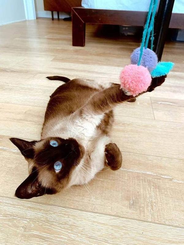 A Bella Paws Co. client pet in Orange County