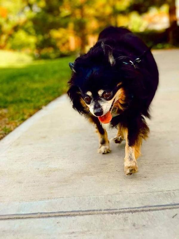 A Bella Paws Co. client pet in Orange County