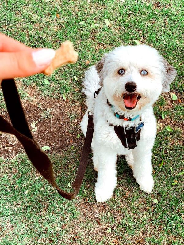 A Bella Paws Co. client pet in Orange County