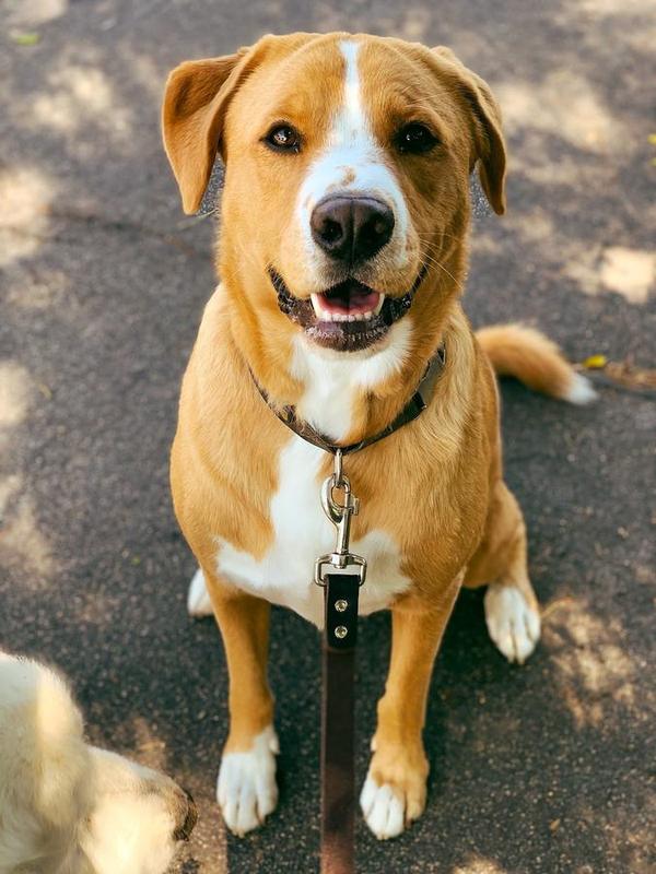 A Bella Paws Co. client pet in Orange County
