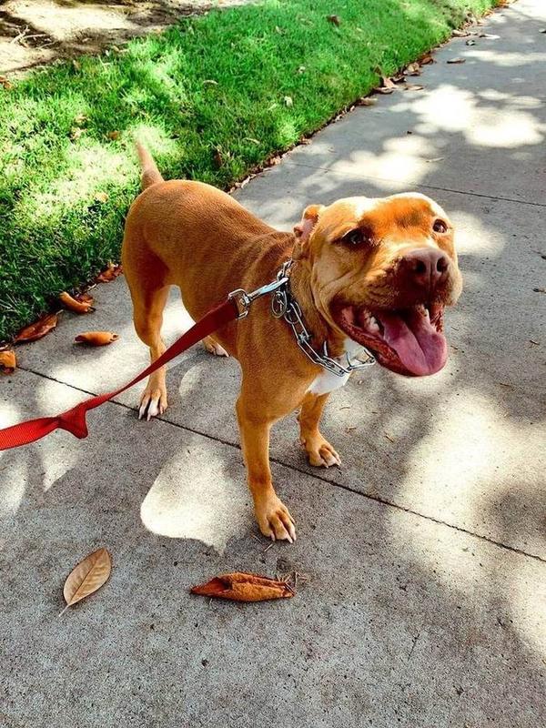 A Bella Paws Co. client pet in Orange County