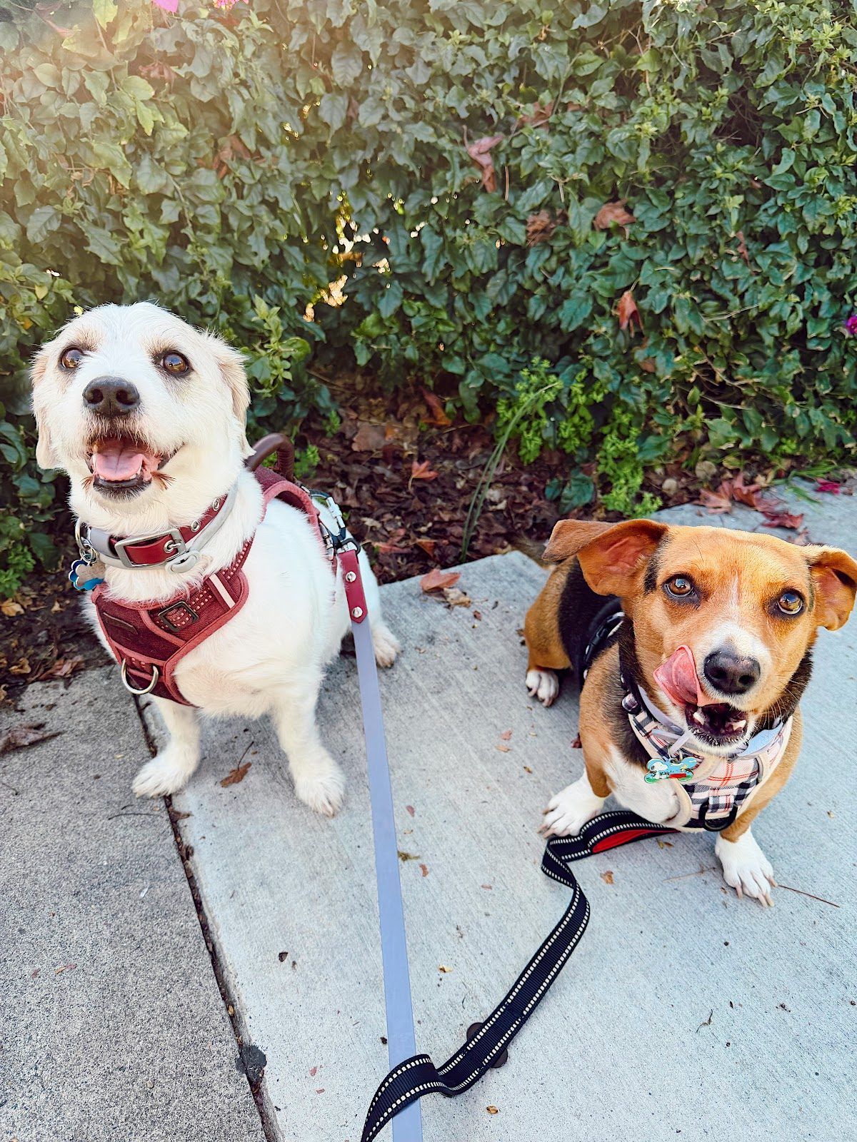 A Bella Paws Co. client pet in Orange County