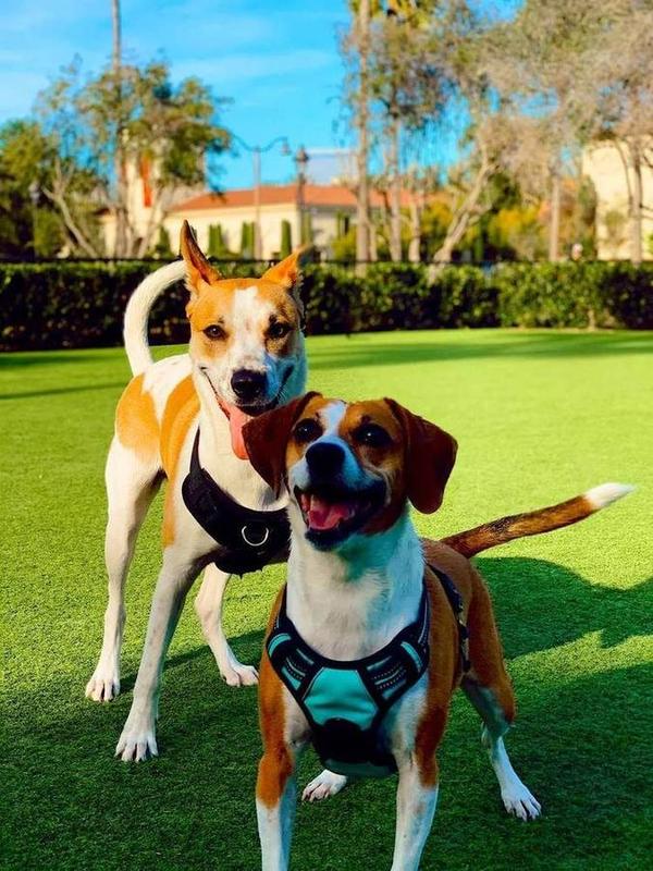 A Bella Paws Co. client pet in Orange County