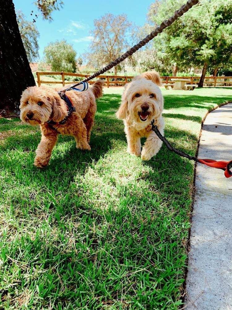 Two dogs out on a lead together in an Orange County park