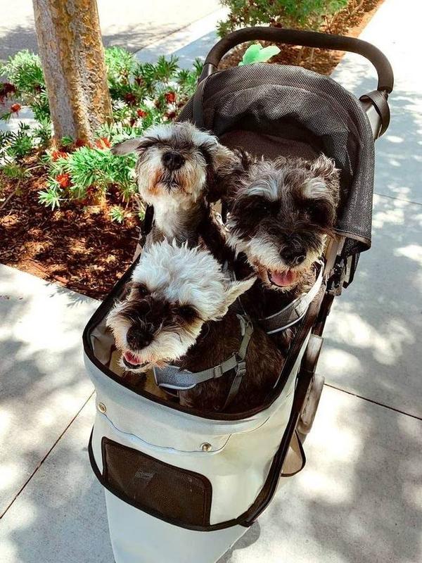 A Bella Paws Co. client pet in Orange County