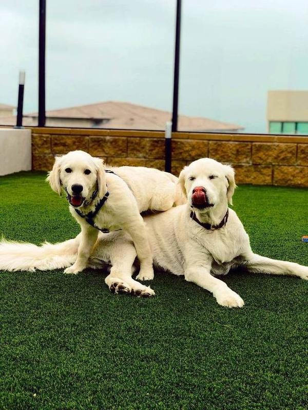 A Bella Paws Co. client pet in Orange County