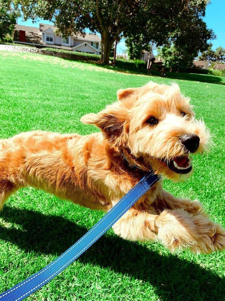 A Bella Paws Co. client pet in Orange County