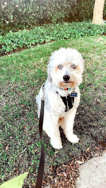 A Bella Paws Co. client pet in Orange County