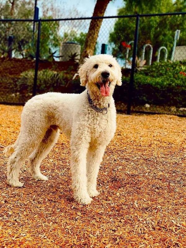 A Bella Paws Co. client pet in Orange County