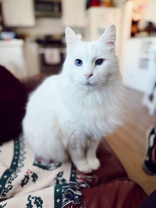 A Bella Paws Co. client pet in Orange County