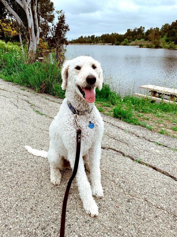 A Bella Paws Co. client pet in Orange County