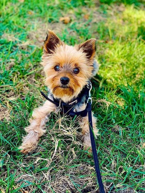 A Bella Paws Co. client pet in Orange County